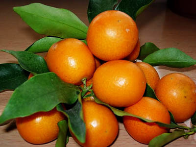 ���L(zh��ng)̶���p���~��Ʒ���